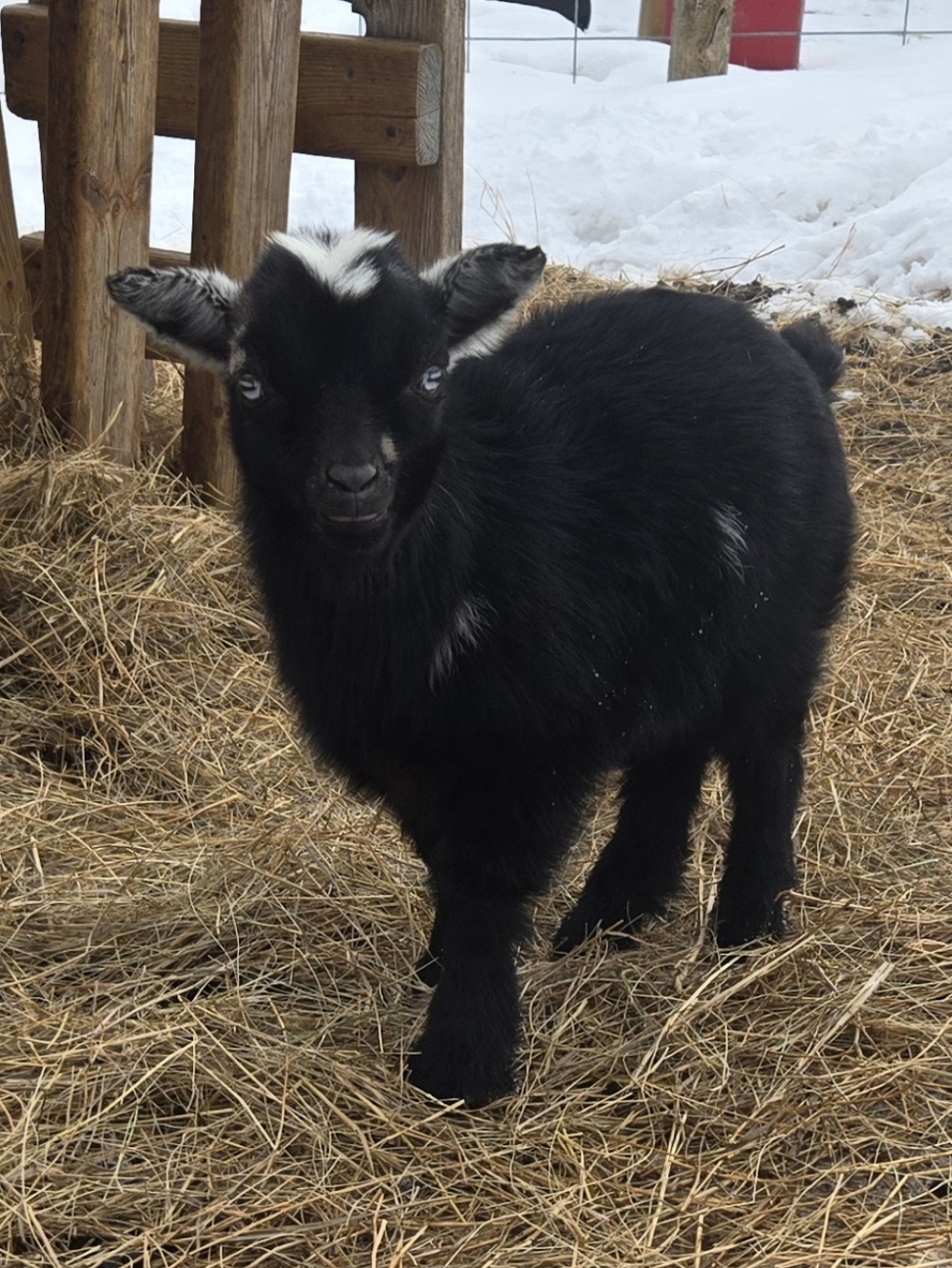 Meet your Posher, Crystal